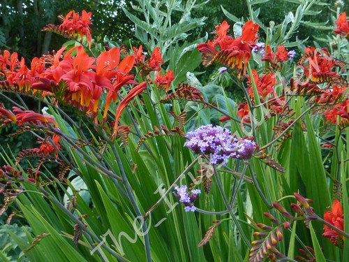 Crocosmia - , (montbretia)