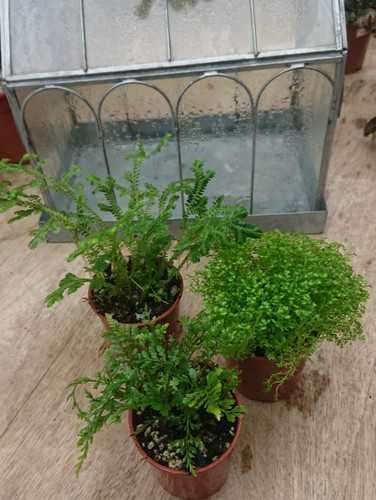 Terrarium green - terrarium, green💚