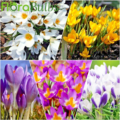 Crocus bulbs species - 25,