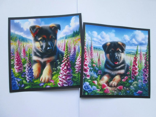 Exclusive x alsatian - ,