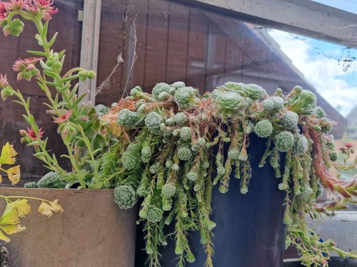 Sempervivum arachnoideum - sempervivum,