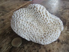 Large piece dead coral - piece,