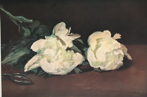 White peonies edouard - white,