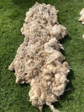 NATURAL 100% SHEEP WOOL -