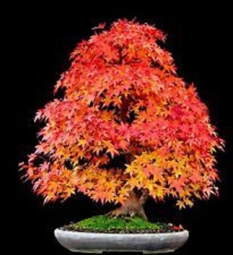 Sugar maple tree seeds - tree,