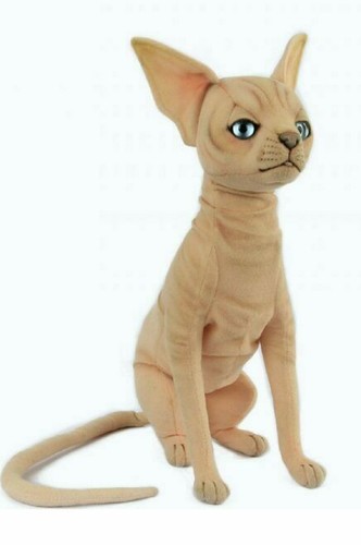 Hansa sphynx cat siting - ,