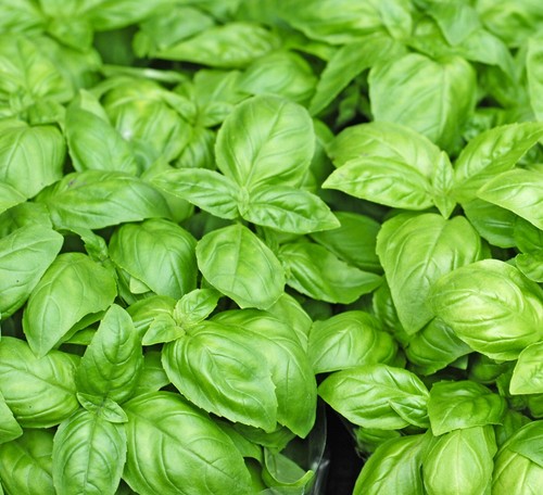 Herb basil classic italian - basil,