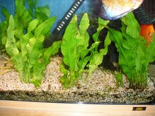 AQUARIUM PLANTS JAVA FERN