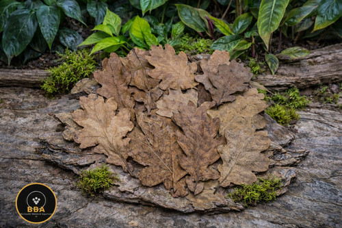 Oak leaves 12cm - 12,