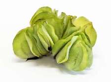 Salvinia Natan - 1 - 25 / Oxygenating Pond Water Plants -  Floating Pond Plan...