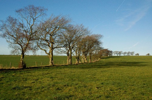 Photo 6x4 fields - and, trees