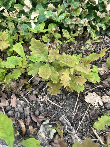 English oak tree saplings - oak,