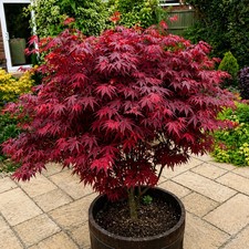 1 X ACER 'ATROPURPUREUM'