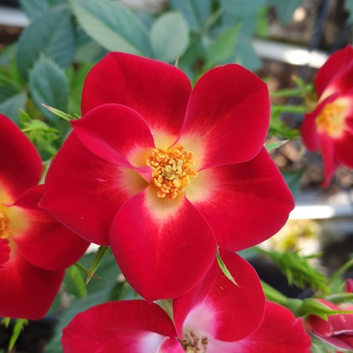 Rose everglow ruby hardy - t&m,