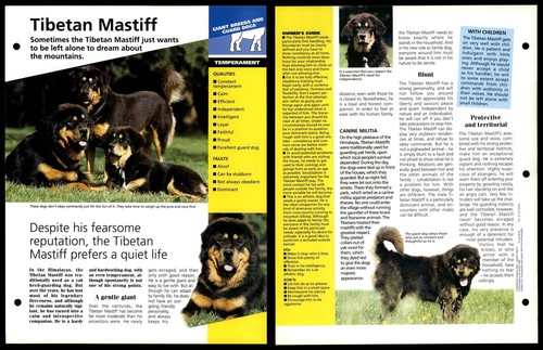 Tibetan mastiff temperament - mastiff,