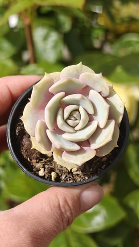 Echeveria pink butterfly - butterfly', –