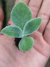 Sinningia leucotricha Bareroot Plant Rare Caudex Succulent Houseplant 