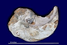 Large nautilus Cenoceras striatum eroded on bed of Jurassic Sea