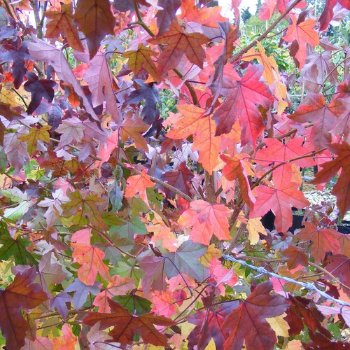 Liquidambar styraciflua hardy - liquidambar,