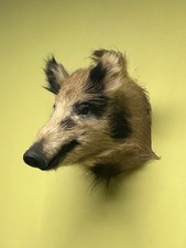 Wild Boar Shoulder Mount, Wild