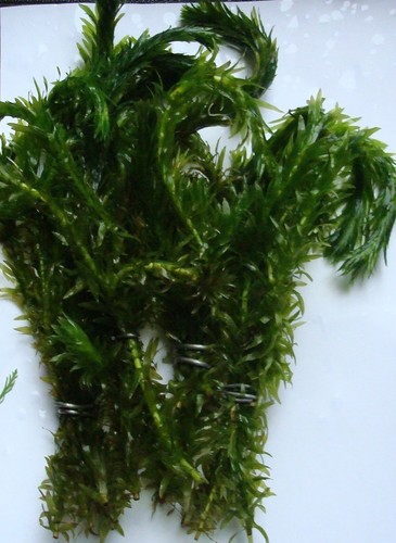 Elodea densa live aquarium - 5,