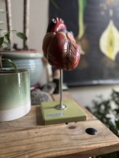 Vintage SOMSO HUMAN HEART educational model didactic anatomy model  ADAM ROUILLY