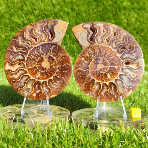 Polished madagascar ammonite - madagascar,