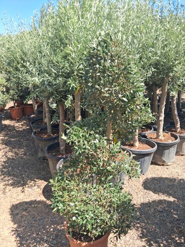 European olive tree - european,