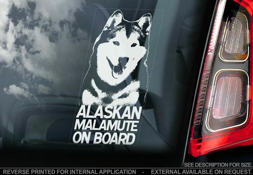 Alaskan malamute car - malamute,
