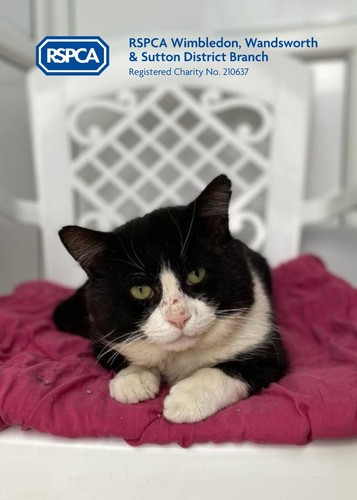 Rspca wimbledon saved - wimbledon,