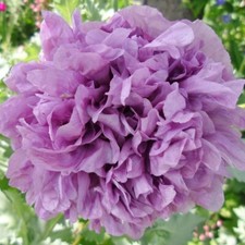 15 Candy Floss Poppy Seeds