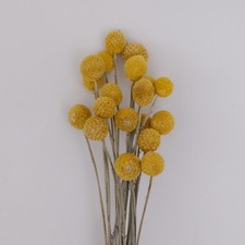 DRIED Billy Ball Craspedia