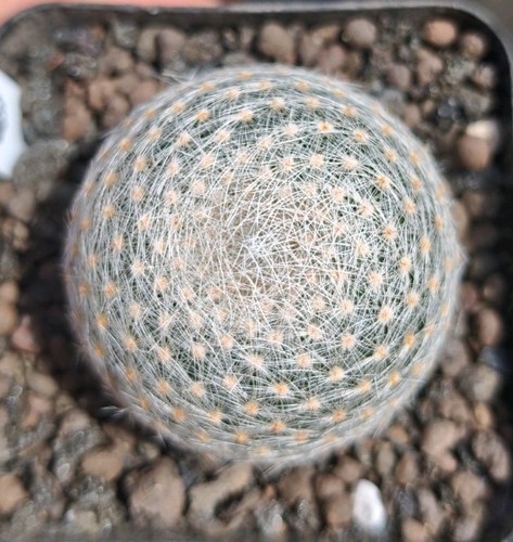 Mammillaria lenta beautiful - -,