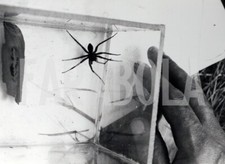 Vintage Press Photo Wild