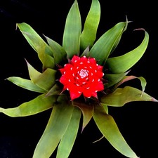 Guzmania Priscilla Bromeliad House Plant Evergreen Exotic Flowering Indoor Plant