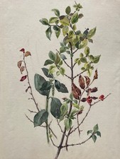 Julie Harber Original Vintage 1949 Watercolour Still Life Botanical Leaf Study