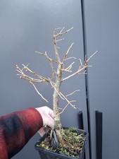 T14 Japanese Larch Bonsai Tree