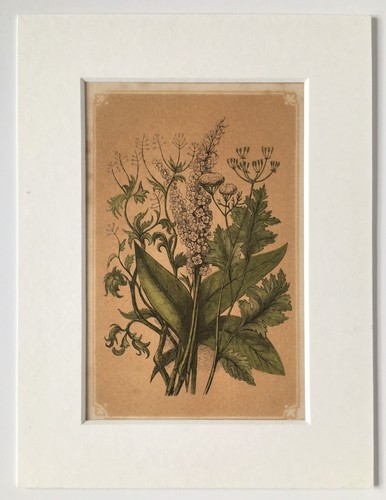 Aniseed hyssop coriander 1850 - coriander,