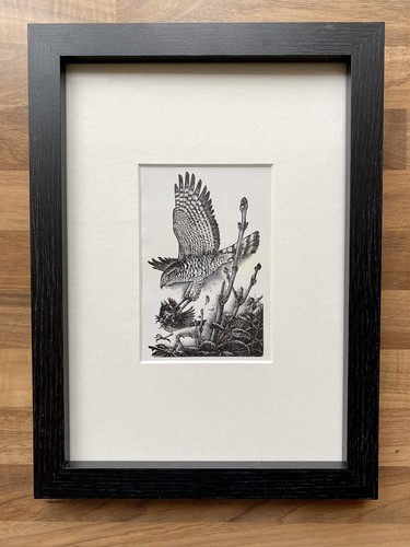 Sparrowhawk framed - -,