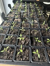 Chocolate Chilli Seedlings In