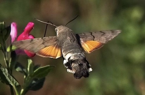 Hummingbird hawk moth pupae