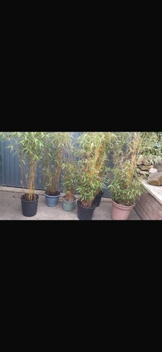 Potted clump forming - potted, bamboo