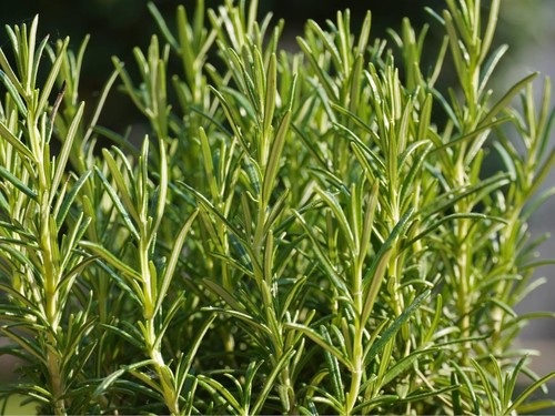 Rosemary seeds grow - rosemary,