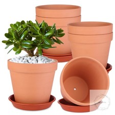 6 Pack 6 Inch Terracotta &