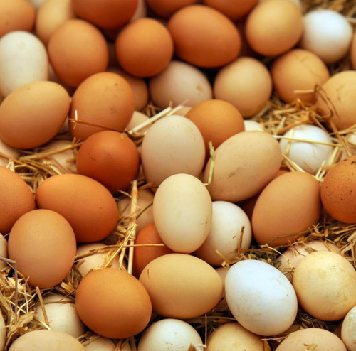Free range eggs read the - range,