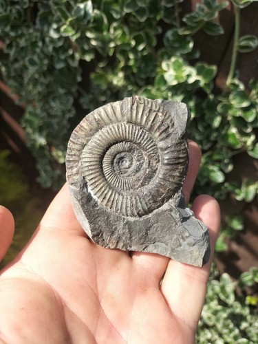 Dactylioceras ammonite - dactylioceras, sp