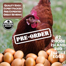 42 Rhode Island Red Fertile