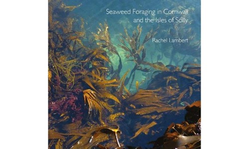 Seaweed foraging cornwall - seaweed,