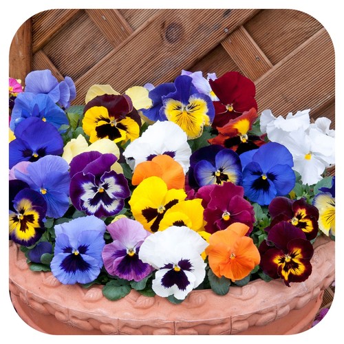 Pansy power mini bedding - bedding, /
