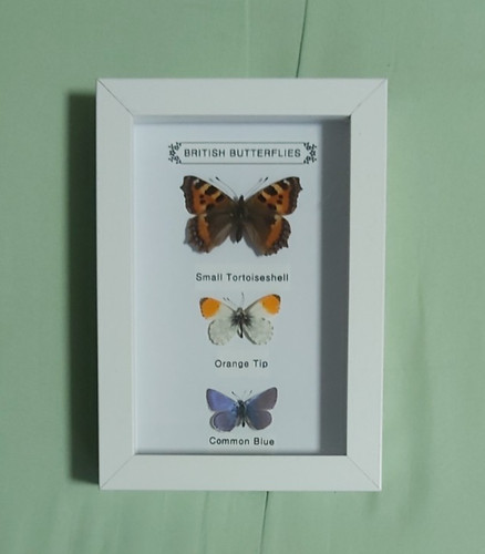 Taxidermy real framed - taxidermy,